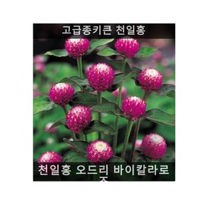 식용꽃 씨앗 모음 ... - (맨드라미 캐슬 오렌지 5000립), 1개