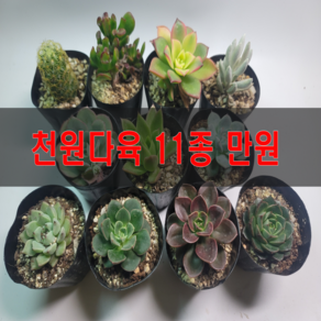 천안다육농원 국민 다육 다육식물 다육이 다육식물세트 공기정화식물, 천원다육 11종 10000원 랜덤, 1개