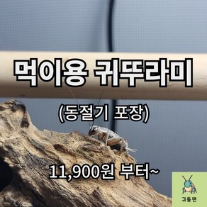 [귀뚤맨] 귀뚜라미 파충류 양서류 먹이용 쌍별귀뚜라미 극소 소 중 대 50 100 200, 1g, 200개