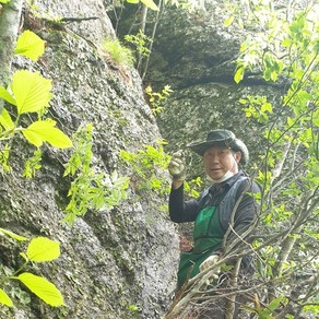 지리산 자연산 야생 석이버섯 건조 건재 50g 바위버섯 절벽버섯 서기버섯, 1개, 야생 석이버섯 50g