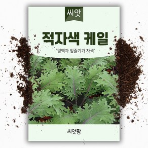 적자색 케일씨앗 (1000립), 1개