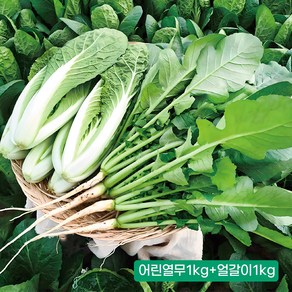 포천 채소한 어린열무2kg 얼갈이1kg 1개 농가직송, 어린열무1Kg+얼갈이1Kg