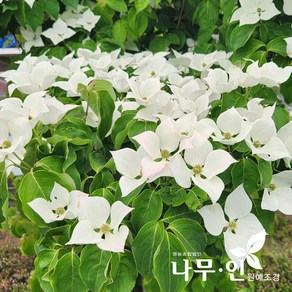 [나무인] 산딸나무 흰색꽃 묘목 3개
