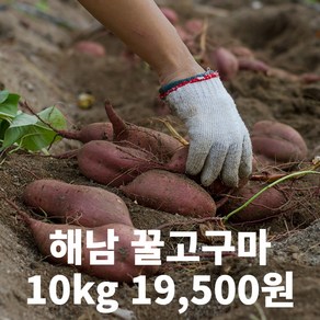 초특가 산지직송 국내산 해남 베니하루카 꿀고구마 고구마 못난이 혼합 10kg, 1개, 10kg 못난이 혼합(꿀고구마)