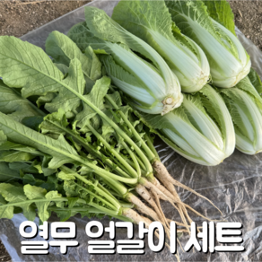 [달콤밥상 어린열무] 물 좋은 철원 산지직송 어린열무(얼갈이세트), 1박스, 2kg