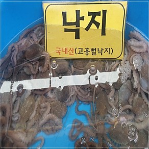 고흥 뻘낙지 소낙지 한입거리 30g~60g 내외 5마리 탕탕이 산소포장