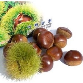 이화농원 공주 정안옥광밤(특)2kg (2024년 햇밤), 2kg, 1개