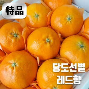 프리미엄 고당도 레드향 선물세트 당도선별 특품, 1박스, 2kg (6-12과)