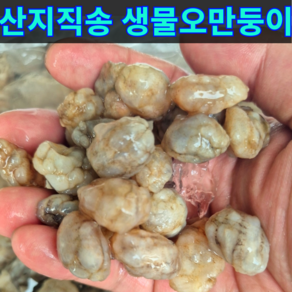 [최상품] 산지직송 싱싱한 생물오만둥이, 1개, 생물 1kg