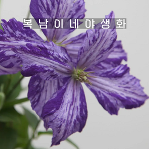 클레마티스 타이다이 [1개 복남이네야생화 모종 으아리 덩굴식물 clematis], 1개