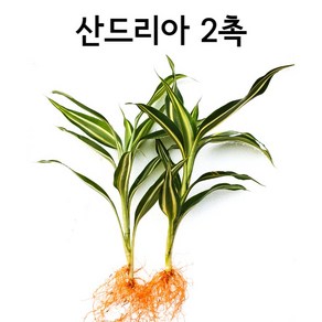 산드리아 (2촉) 인기수초 아름다운수초 초보용수초 수초 수아쿠아 초보수초, 1개