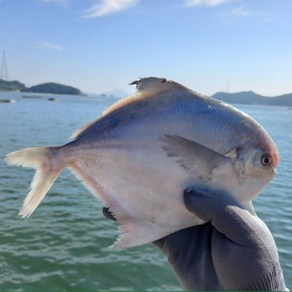 국내산 산지직송 1등급 생물 병어, 1박스, 2kg 12~18미