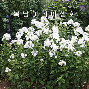 프록스 다비드 [1포트 복남이네야생화 모종 화이트 플록스 데이비드 phlox]