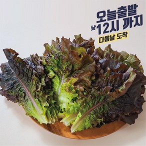 반반상추 당일포장 농가직송, 1kg, 1세트, 꽃상추500g+적상추500g