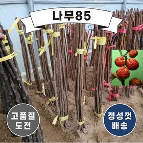 (나무85) 접목꾸찌뽕 접목1년, 1개