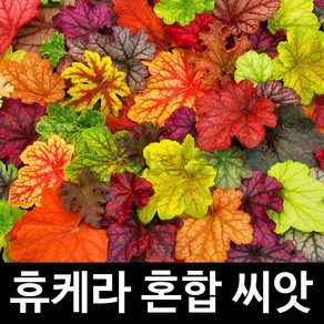 휴케라 씨앗 휴체라 종자 바위취 지피식물 씨 50알