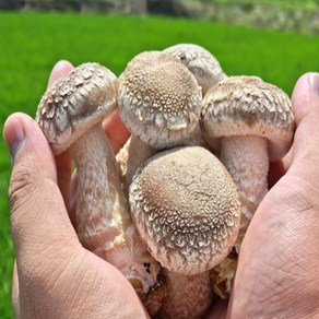 버섯에서 고기맛이 난다는 송화버섯 500g, 1개