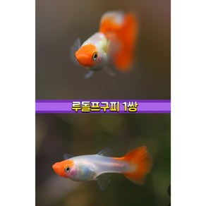 루돌프 구피1쌍(2마리), 1개