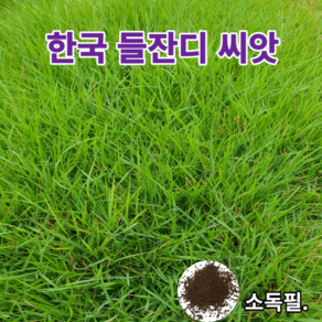 한국들잔디씨앗 50/100g 정원만들기 산소보수용 더위 병충해강 낮게자람 최신제품 파종레시피 및 마른모래제공, 50g, 1개