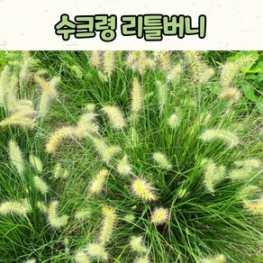 리틀버니(4치 포트) 수크령 노지월동 그라스, 1개