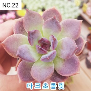 다육식물- 희귀 다육 100가지 모아보기, [NO. 22] 5.5cm 포트, 1개