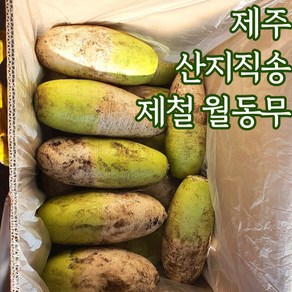 산지직송 제주 월동무 제주무 제주무우, 7kg, 1개