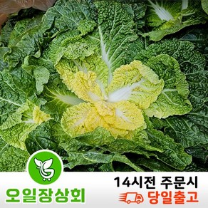 < 오일장농산 >국내산 봄동 배추 2kg 5kg 10kg내외, 1개, 2kg내외