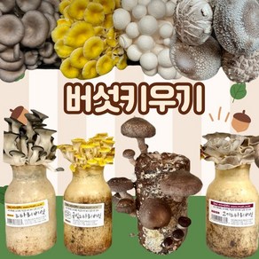 버섯키우기, 금빛+느타리+고기+표고, 1세트