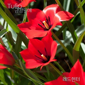 미니 튤립(Mini Tulip-원종) 추식 구근 레드헌터(1set-5구) 금강원예