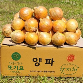 양파 10kg 국산양파(중) 산지직송 식당 급식 실속형 대용량 업소용 양파