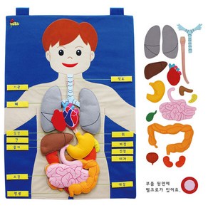 교육용신체기관모형 우리몸공부하기 13장기+신체차트, 1세트