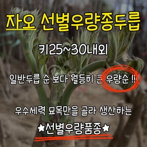 자오두릅 10주1세트 키25~30cm 우량종 우량순개량참두릅자오 묘목 우량순두릅 선별우량종 자오우량종두릅 수성조경농원, 10개, .