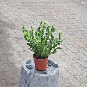 코브라아비스 꼬불이아비스 중소품 반려식물 공기정화 식물학박사, 1개, 기본