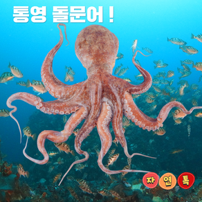 자연톡 문어 산지 직송 통영 국산 남해 돌문어 명절 샐러드, 1개, 2kg