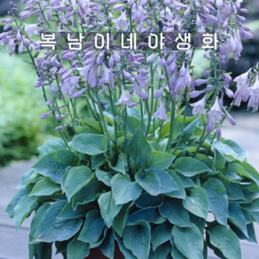 호스타 헬시온 [1개 복남이네야생화 모종 반그늘 음지 나무아래 지피 hosta], 1개