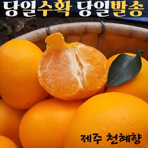 [과즙팡팡] 제주 농장직송 고당도 천혜향 명절 선물용, 1박스, 천혜향 가정용 중소 16-30과 전후 5kg