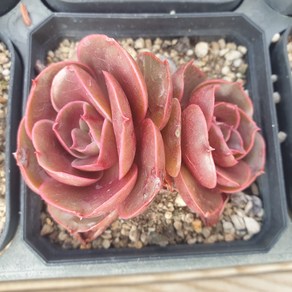 [수암다육] 레드탄 랜덤발송 Echeveria 'Red Tan' 랜덤발송 다육 다육이 다육식물 334