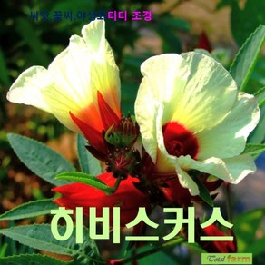 희귀씨앗 히비스커스5립 / 식용이 가능한, 1개