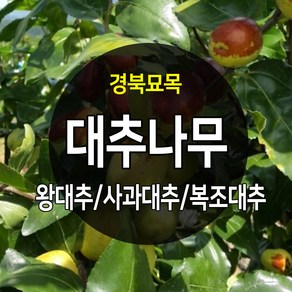 우수한 품종의 나무묘목 유실수 과실수 약용수 조경수 판매중, 대추나무, 사과대추 접목 2년생, 1개