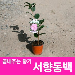 소울라인 서향동백 묘목 키우기좋은 작은사이즈