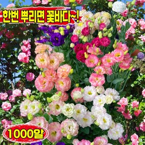 [한번 뿌리면 꽃바다!] 500알/1000알 리시안셔스 모종 꽃도라지 씨앗 종자 생화 꽃다발 베란다 정원 꽃씨 혼합색상, 1000개