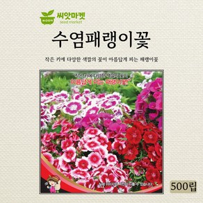 세계종묘 수염 패랭이꽃 씨앗 500립, 캘리포니아블루벨 500립, 1개