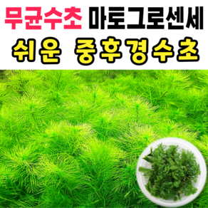 [수초스토어] 무균 밀리오필름마토그로센세 수초 컵 조직배양 / 구피 새우 어항 검역 쉬운 키우기 예쁜 은신처 전경 중경 후경 초보 자연 풍성한 흑사 무이탄 치어 베타 열대어, 1개