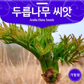 국내산 참두릅 씨앗 두릅 종자 두릅나무 두릅씨 50알