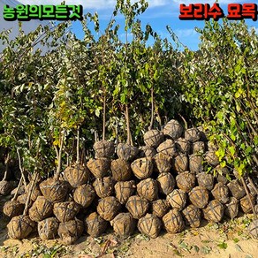 왕 보리수나무 묘목 3년생 결실주 과실수