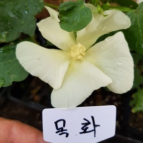 [모종모종]목화 모종(교육용 식용)공기정화식물, 1개