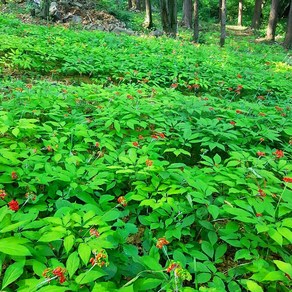 장뇌삼 B급 50뿌리 산양삼 자연산삼 산삼 산양산삼 자연산, B급6년근50뿌리, 1개