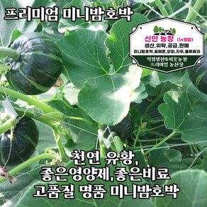 꿀맛 미니밤호박 단호박 보우짱 미니 밤호박 1kg 특 (400... 1박스, 1개, 1kg 중 (300~400g)