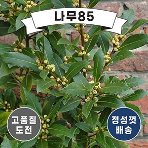 (나무85) 월계수 5치 화분