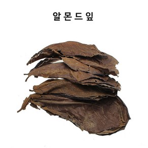 영아쿠아 알몬드잎 10장 베타 산란 수질 정화 블랙워터, 10개